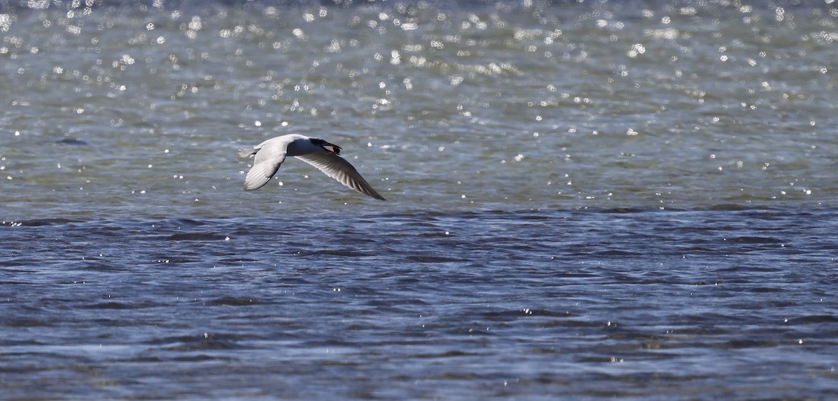 Caspian Tern - Kevin McLeod