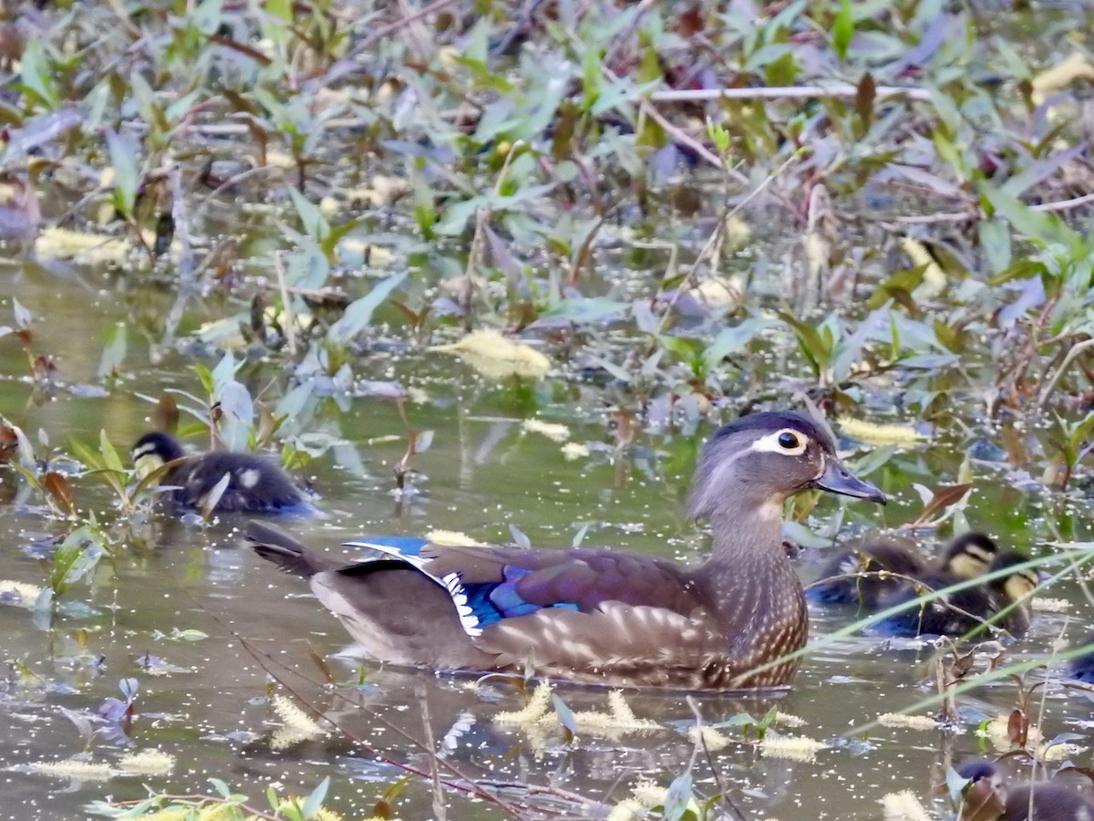 מנדרין אמריקני - ML616837566