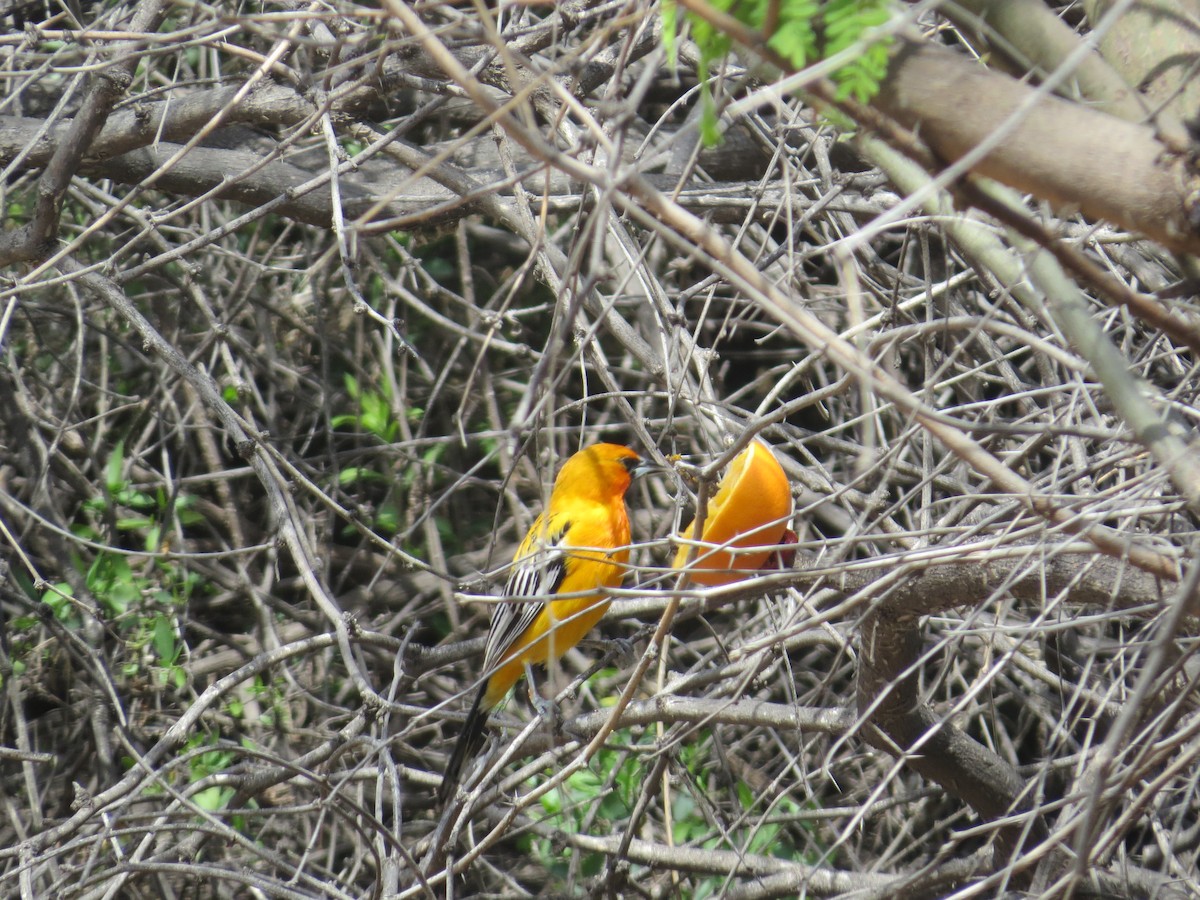 Oriole à dos rayé - ML616837640