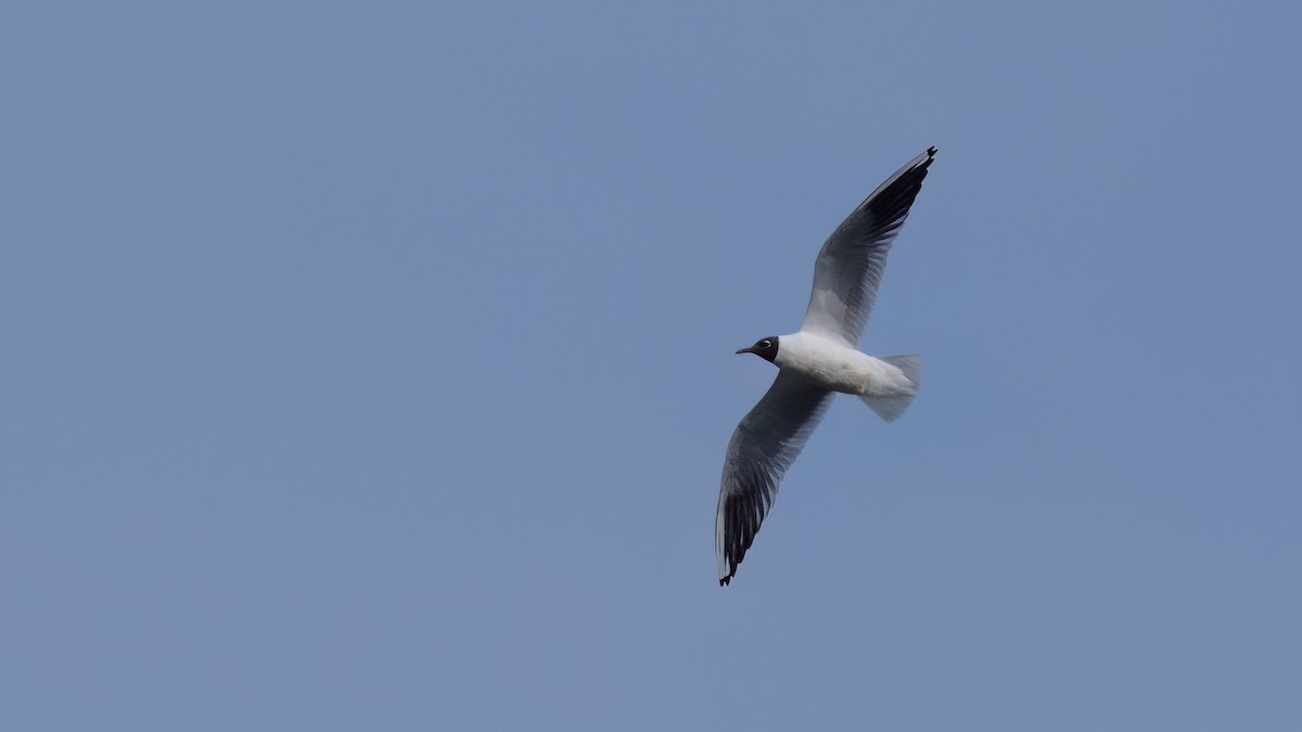 Black-headed Gull - Anonymous