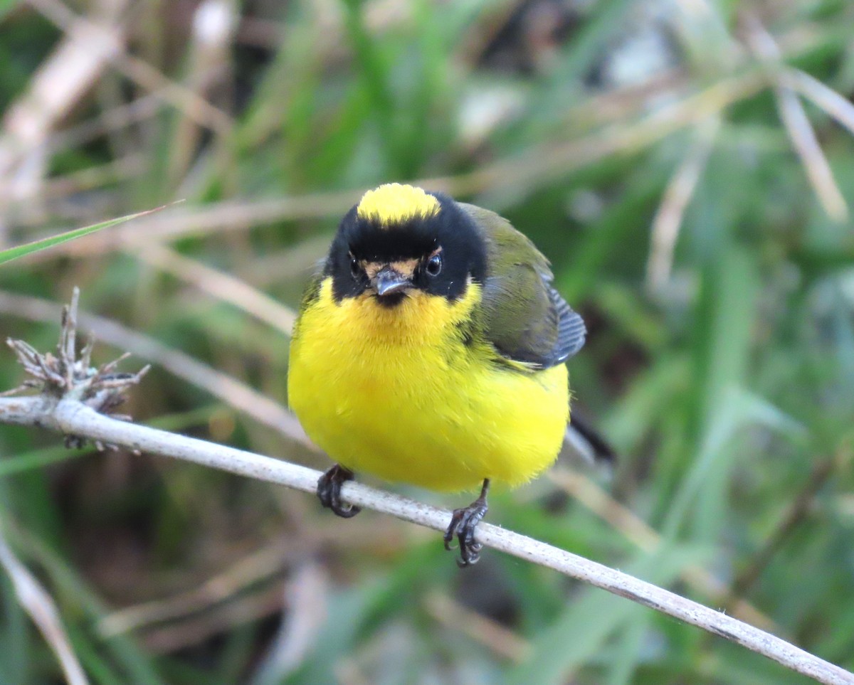 Yellow-crowned Redstart - Julie Mobley