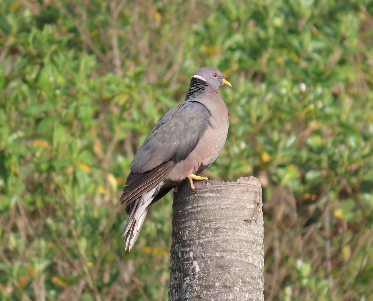 Band-tailed Pigeon - ML616837665