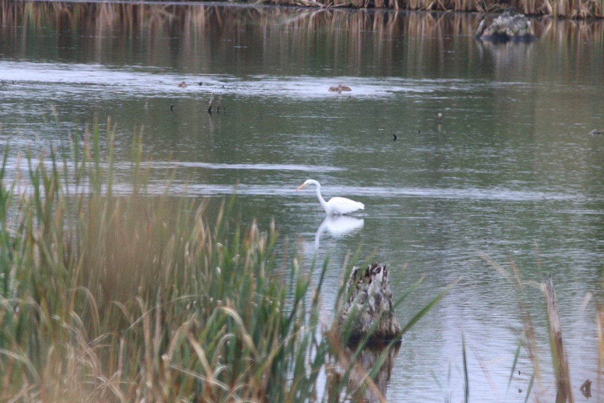 Great Egret - ML616837666