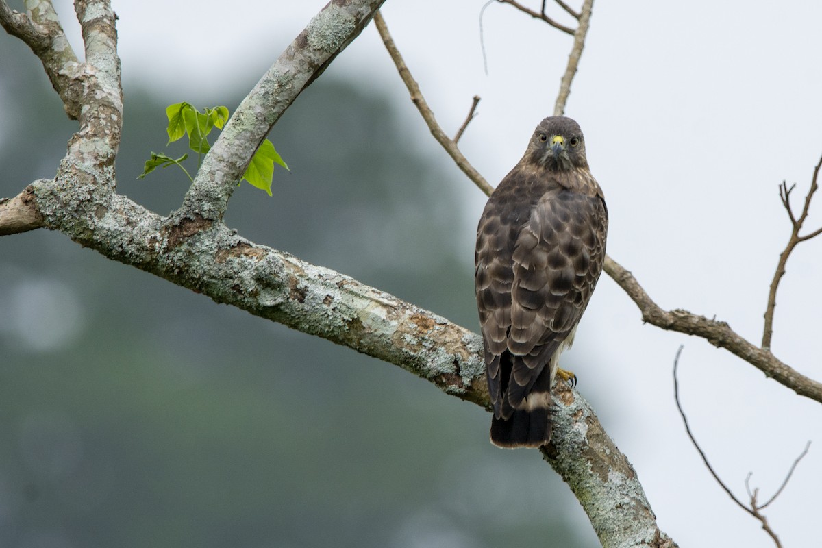 Broad-winged Hawk - ML616837667