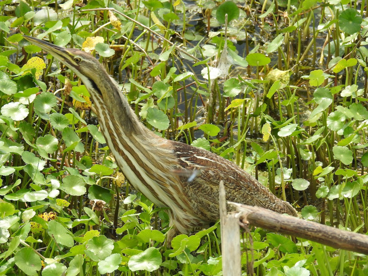 American Bittern - Suzanne Anderson