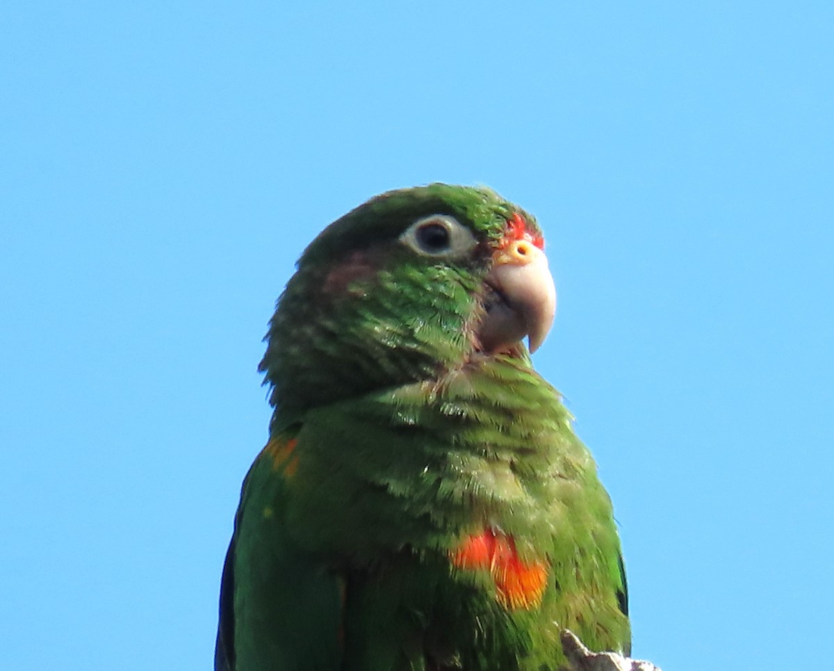 Santa Marta Parakeet - Julie Mobley