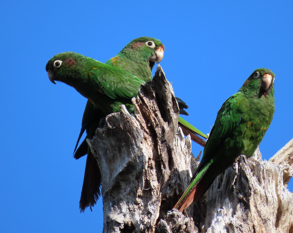 Santa Marta Parakeet - ML616837734