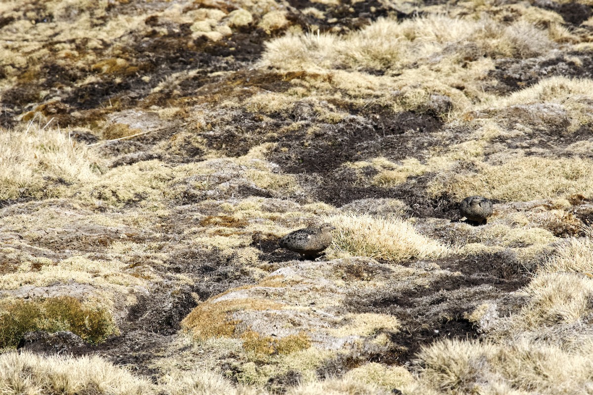 Rufous-bellied Seedsnipe - ML616837750