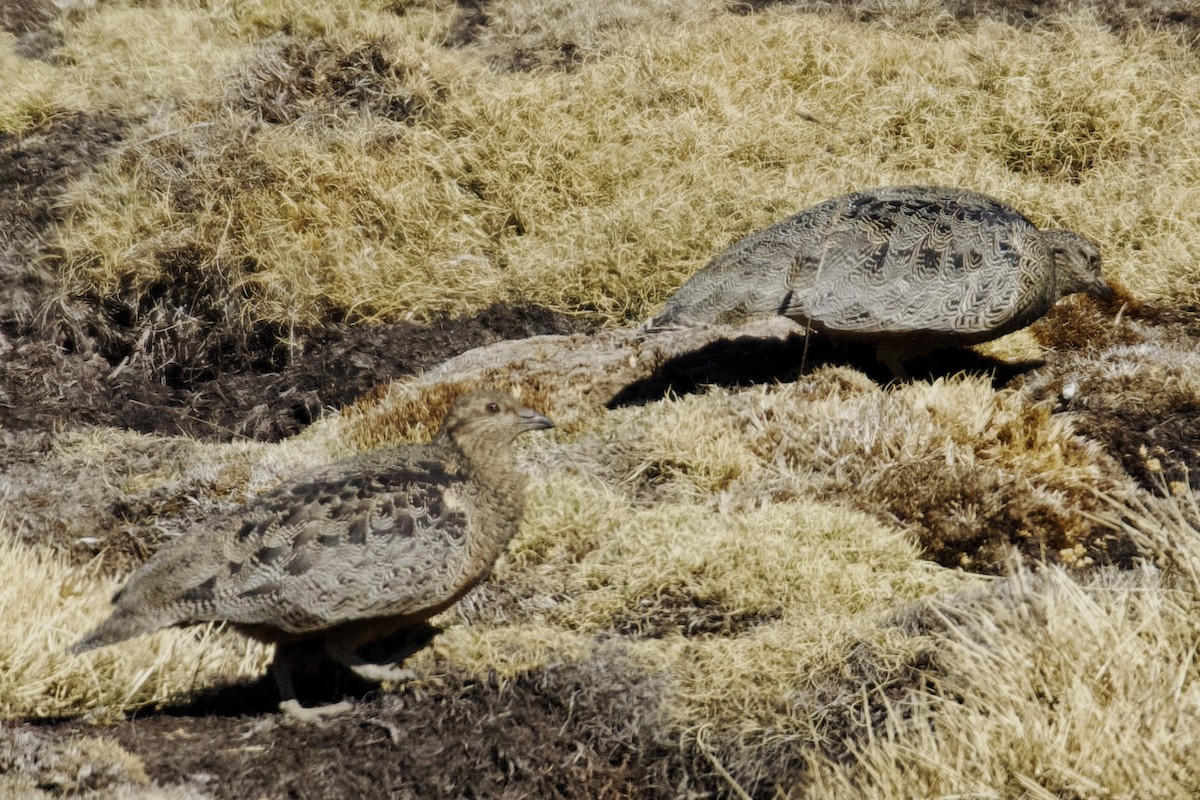 Rufous-bellied Seedsnipe - ML616837751