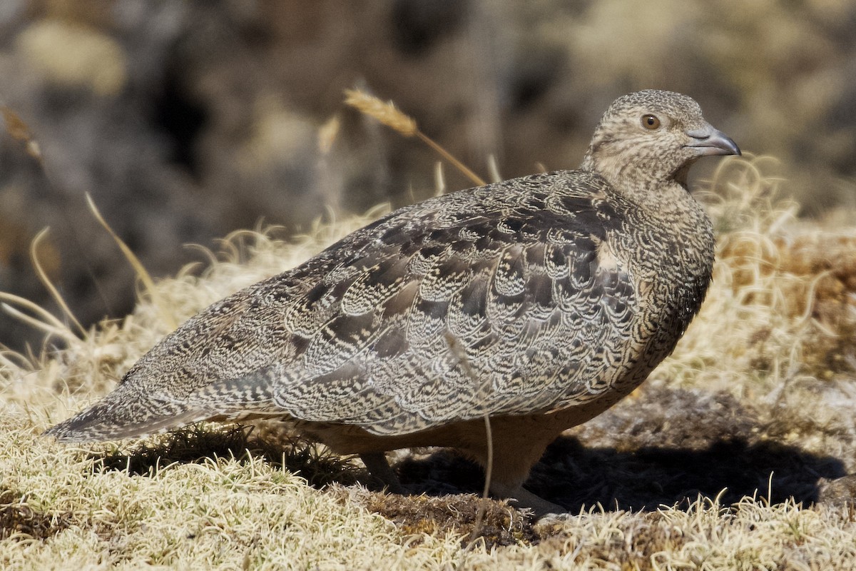 Rufous-bellied Seedsnipe - ML616837765