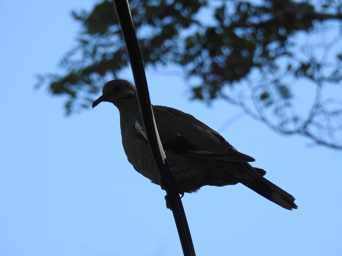 West Peruvian Dove - ML616837773