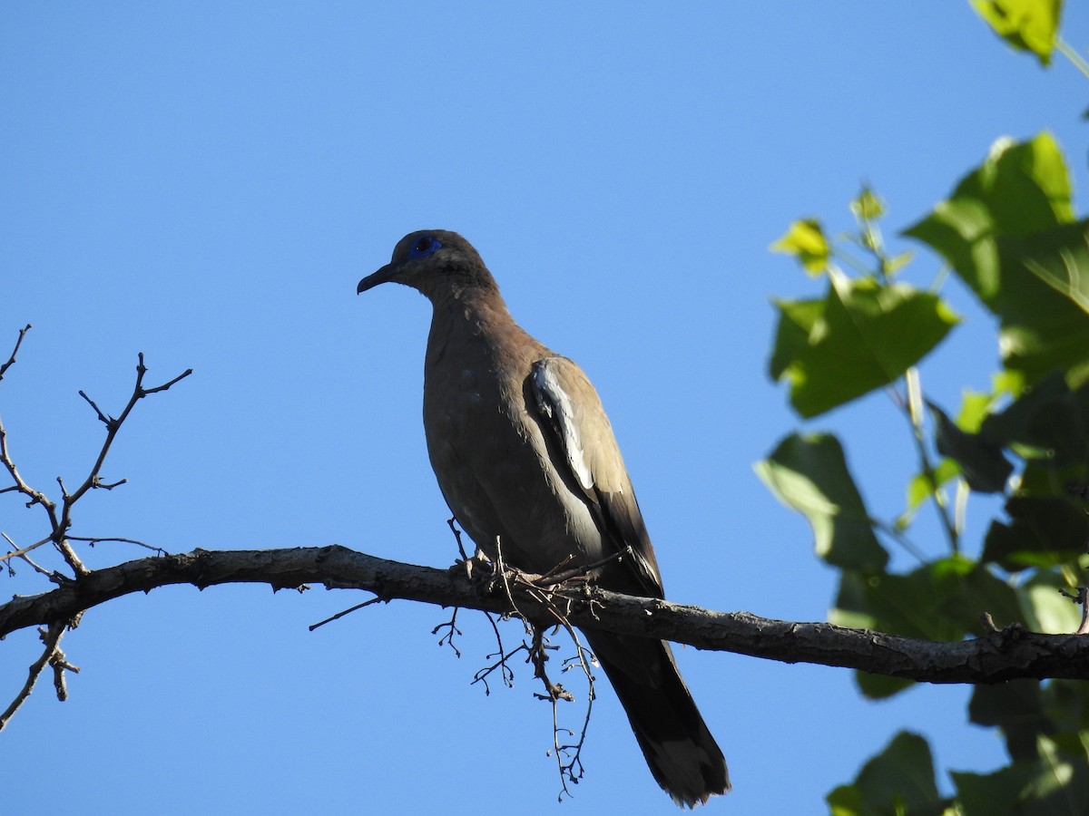 West Peruvian Dove - ML616837775