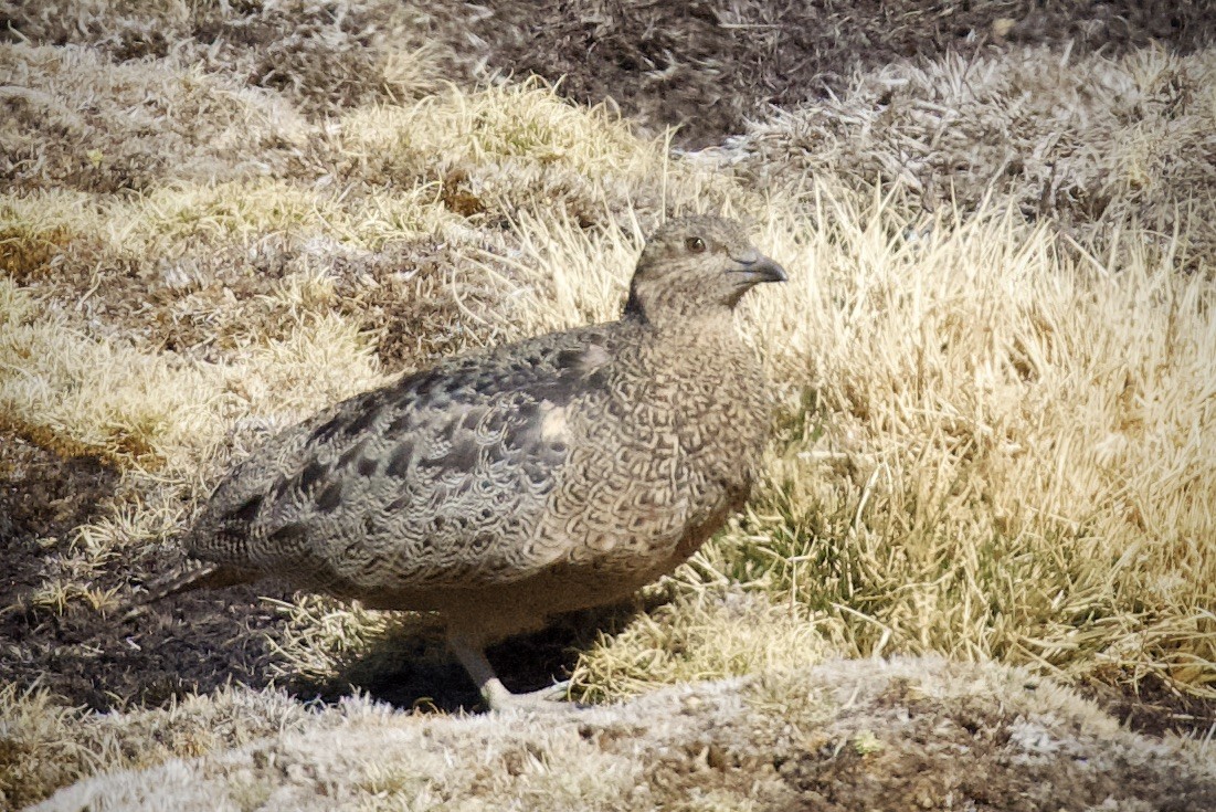 rustrypesnipe - ML616837779