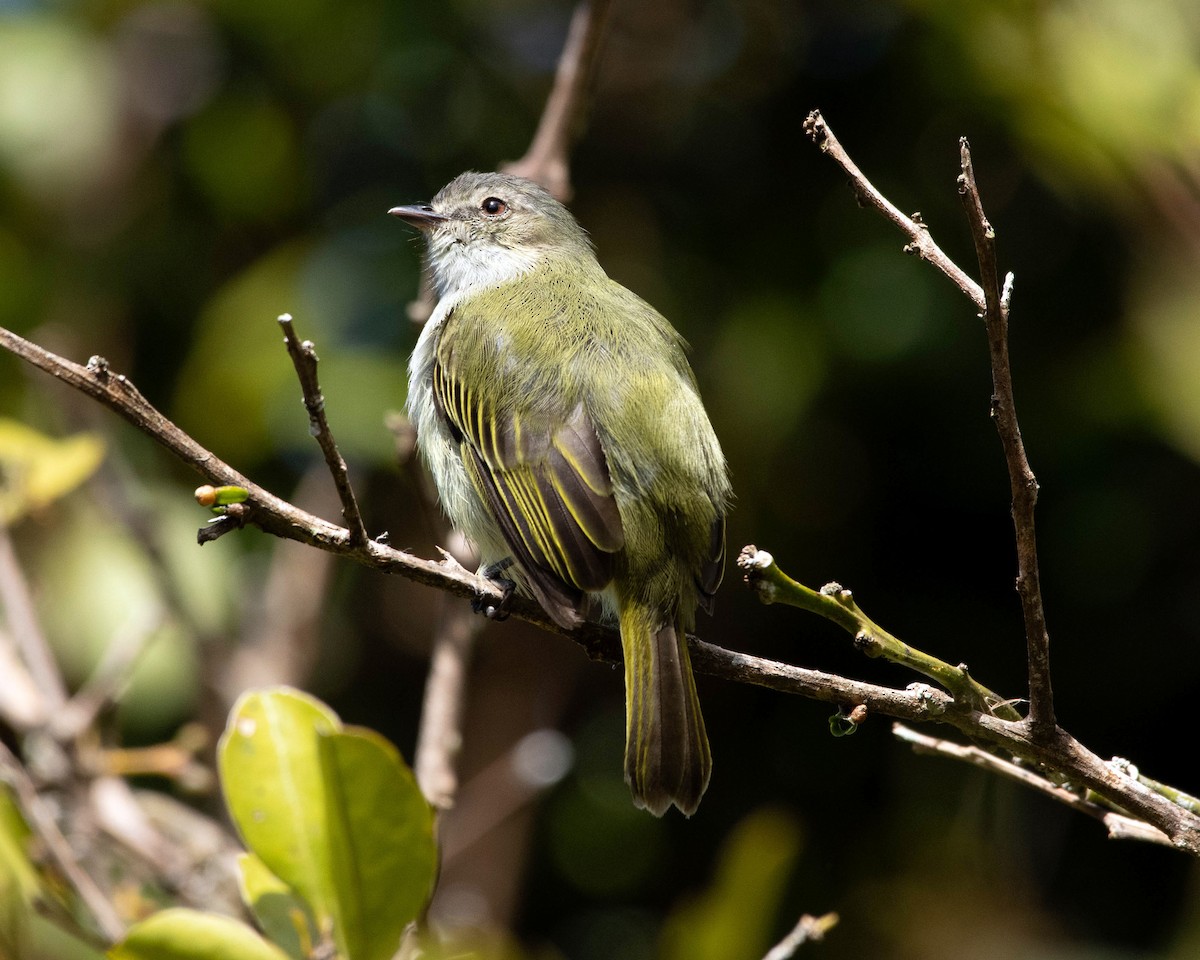 Mistletoe Tyrannulet - ML616837814