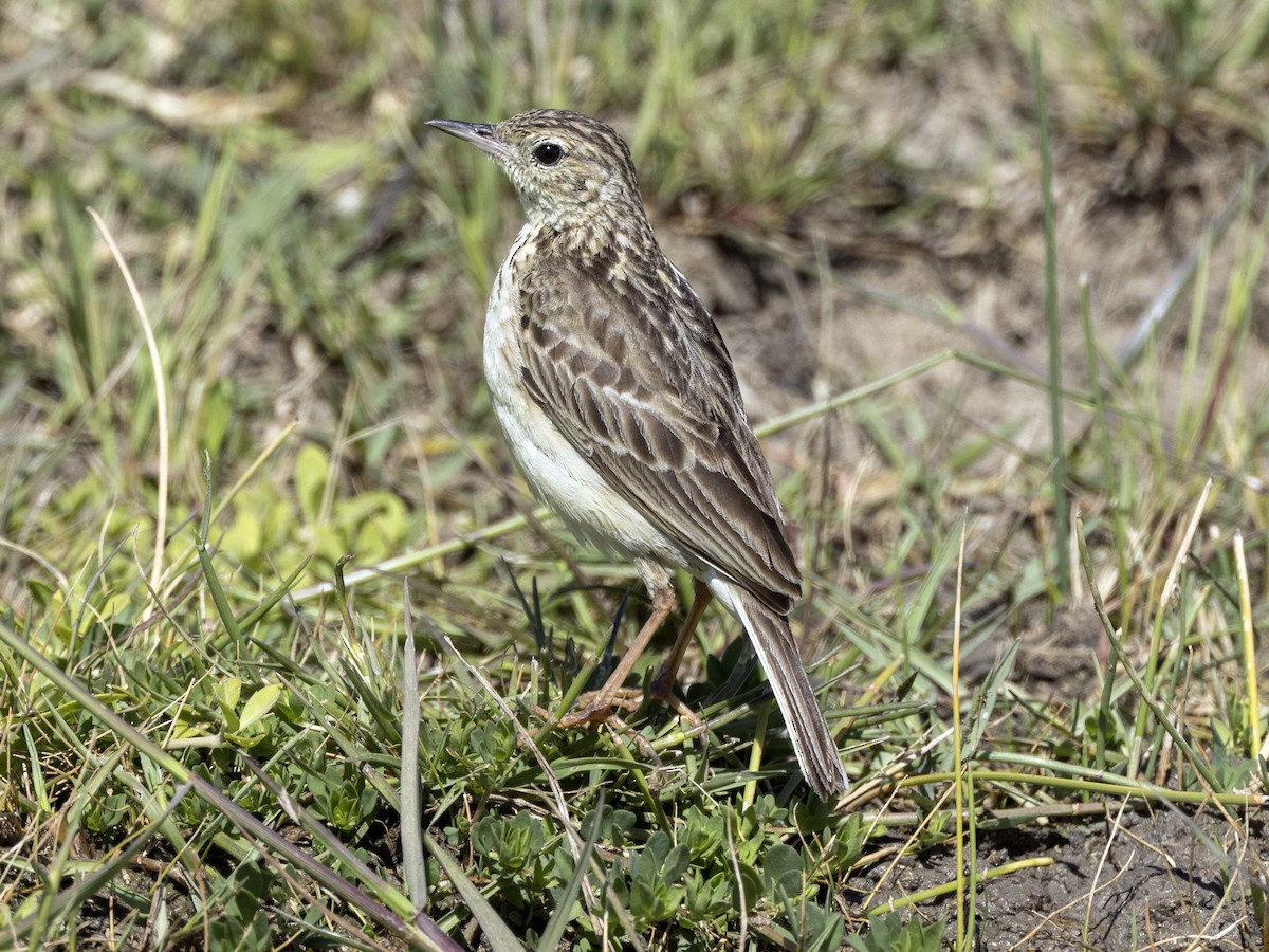 Yellowish Pipit - ML616837818