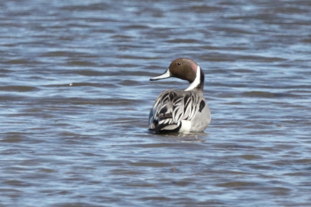 Northern Pintail - ML616837824