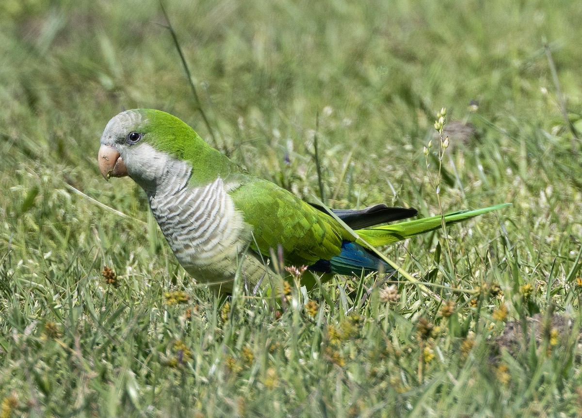 Monk Parakeet (Monk) - ML616837826