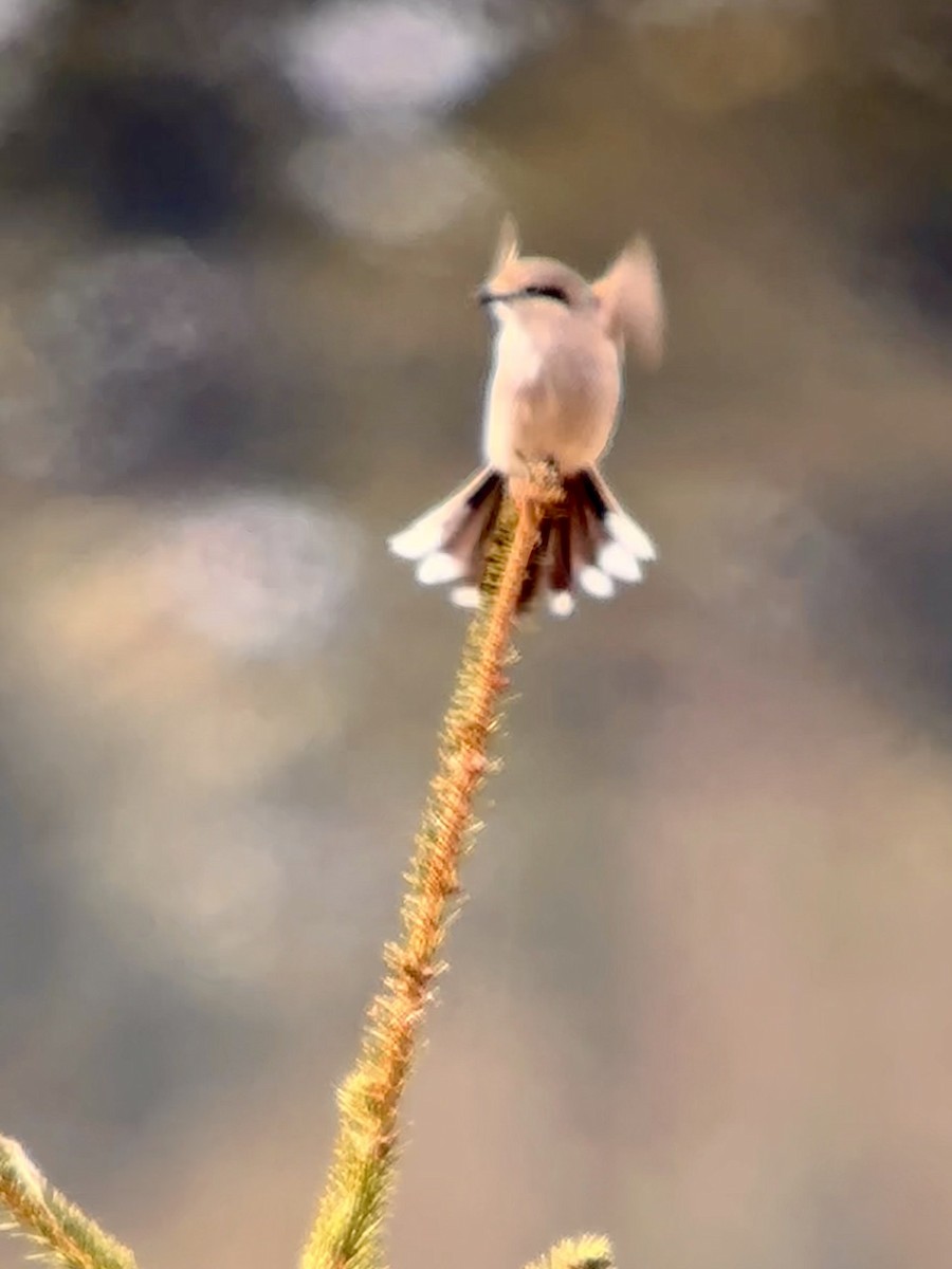 Northern Shrike - ML616837835