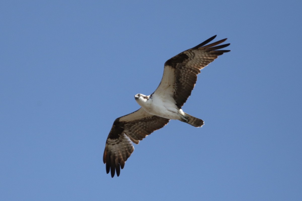 Osprey - ML616837840