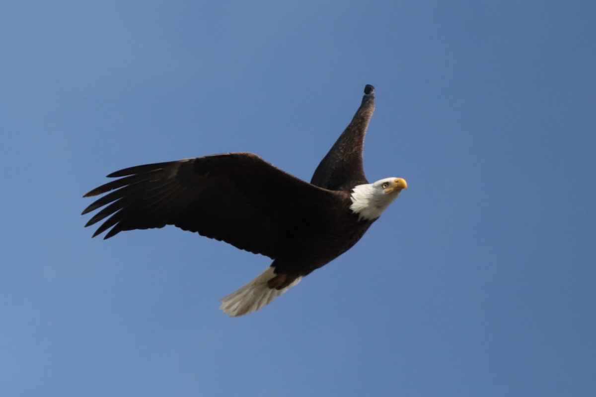 Bald Eagle - ML616837858