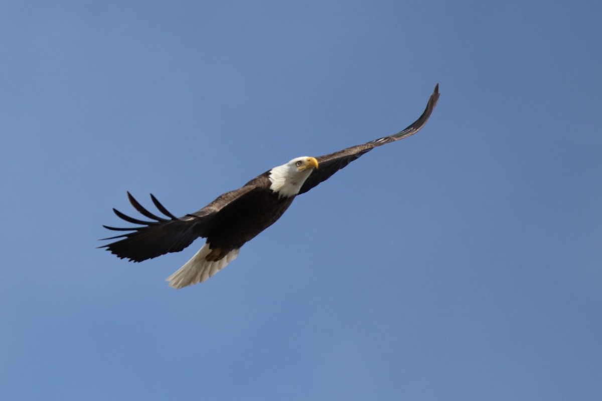 Bald Eagle - ML616837859