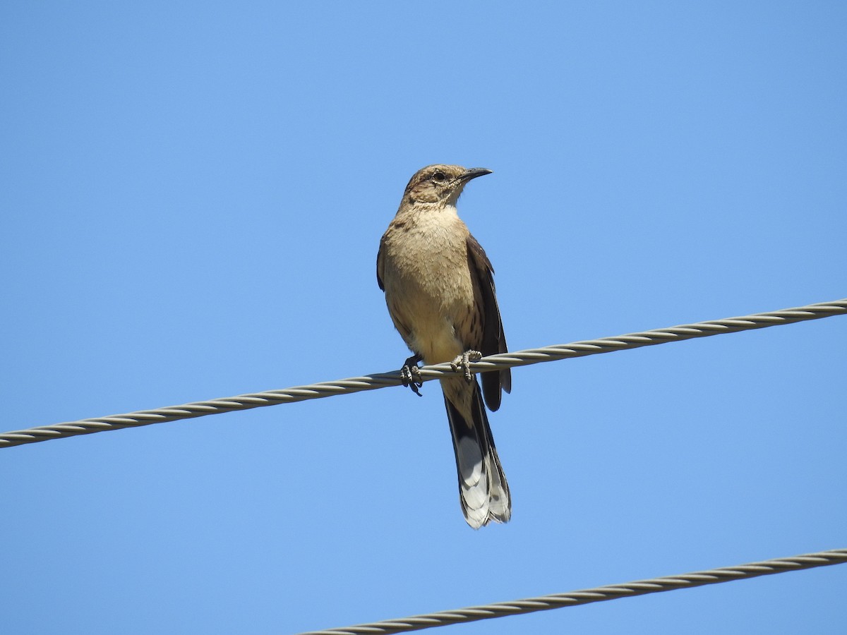 Chilean Mockingbird - ML616837877