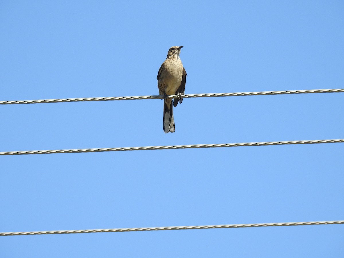 Chilean Mockingbird - ML616837878