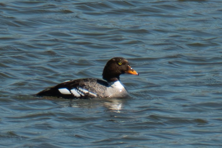 Barrow's Goldeneye - Frank Severson