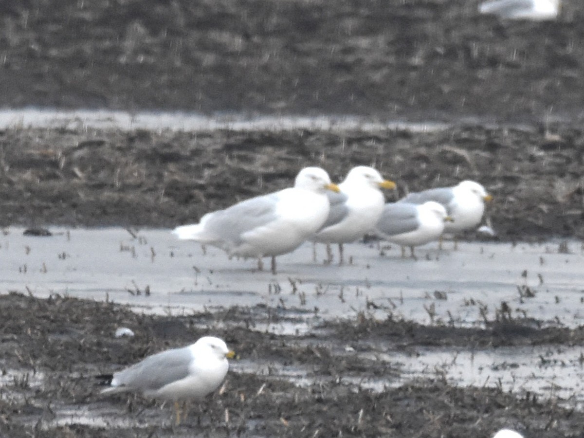 Glaucous Gull - Lee Adam