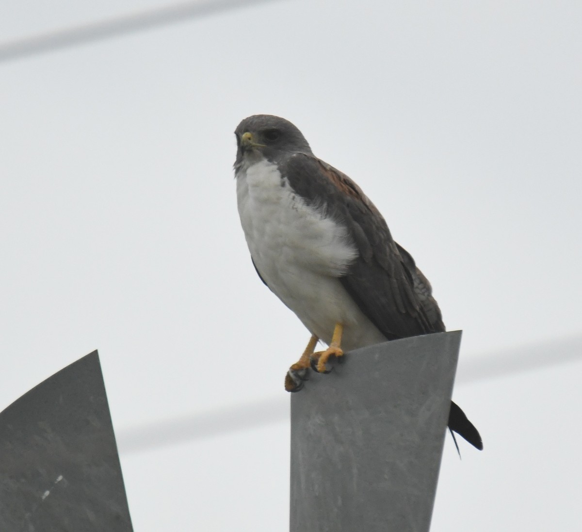 White-tailed Hawk - ML616837924