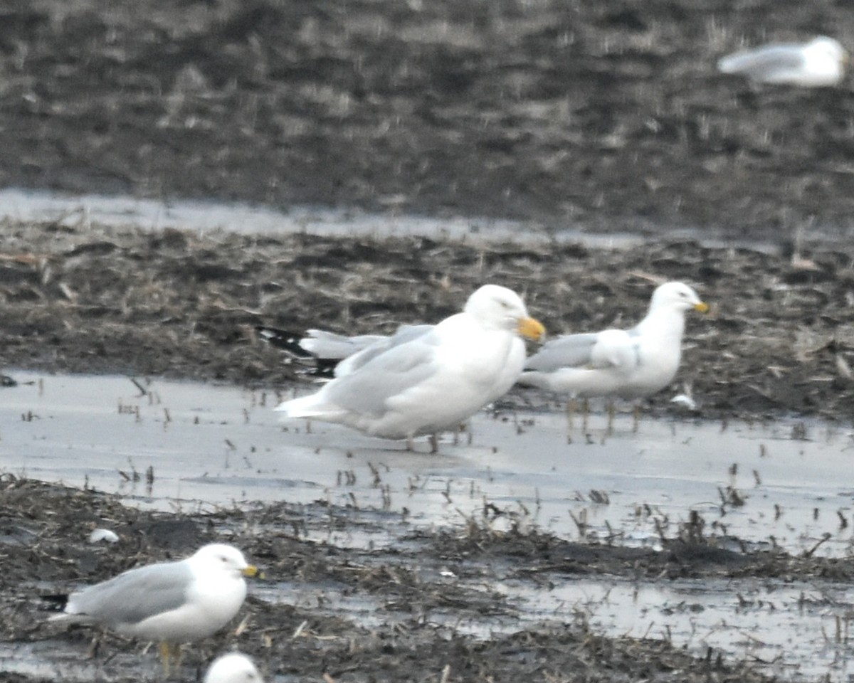 Glaucous Gull - Lee Adam