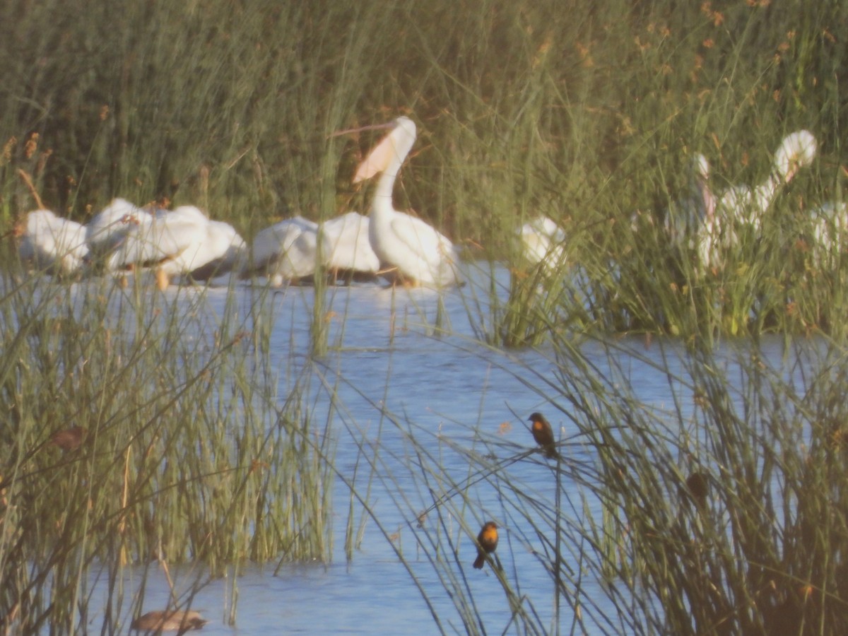 American White Pelican - ML616838004