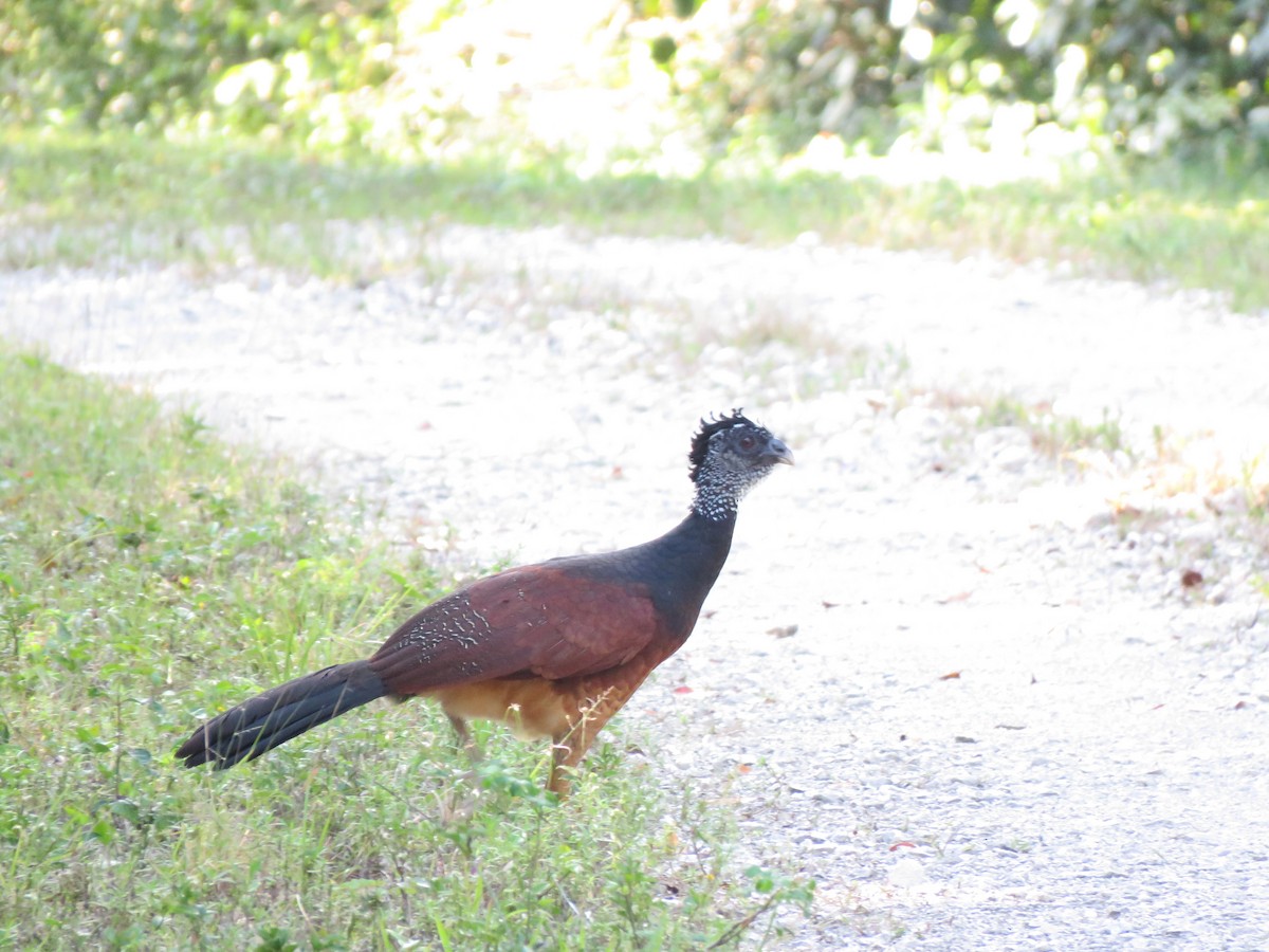 Great Curassow - ML616838018