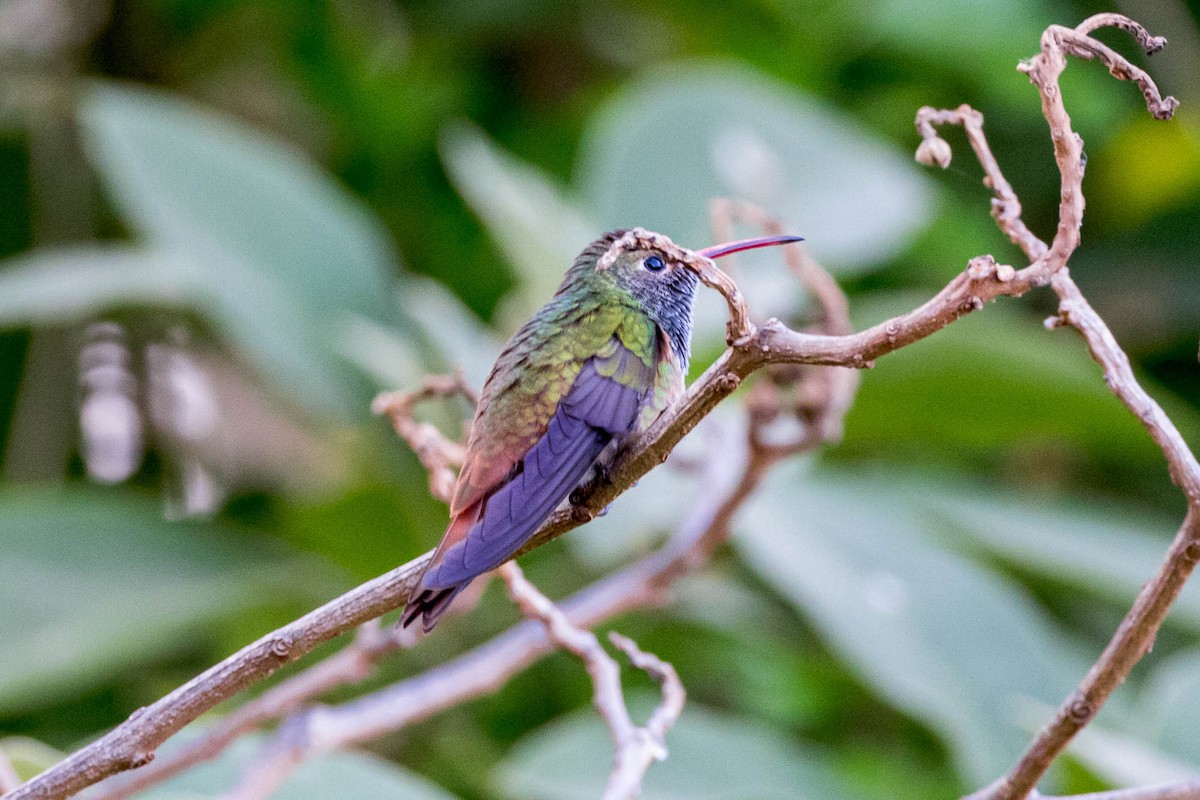 Buff-bellied Hummingbird - ML616838123