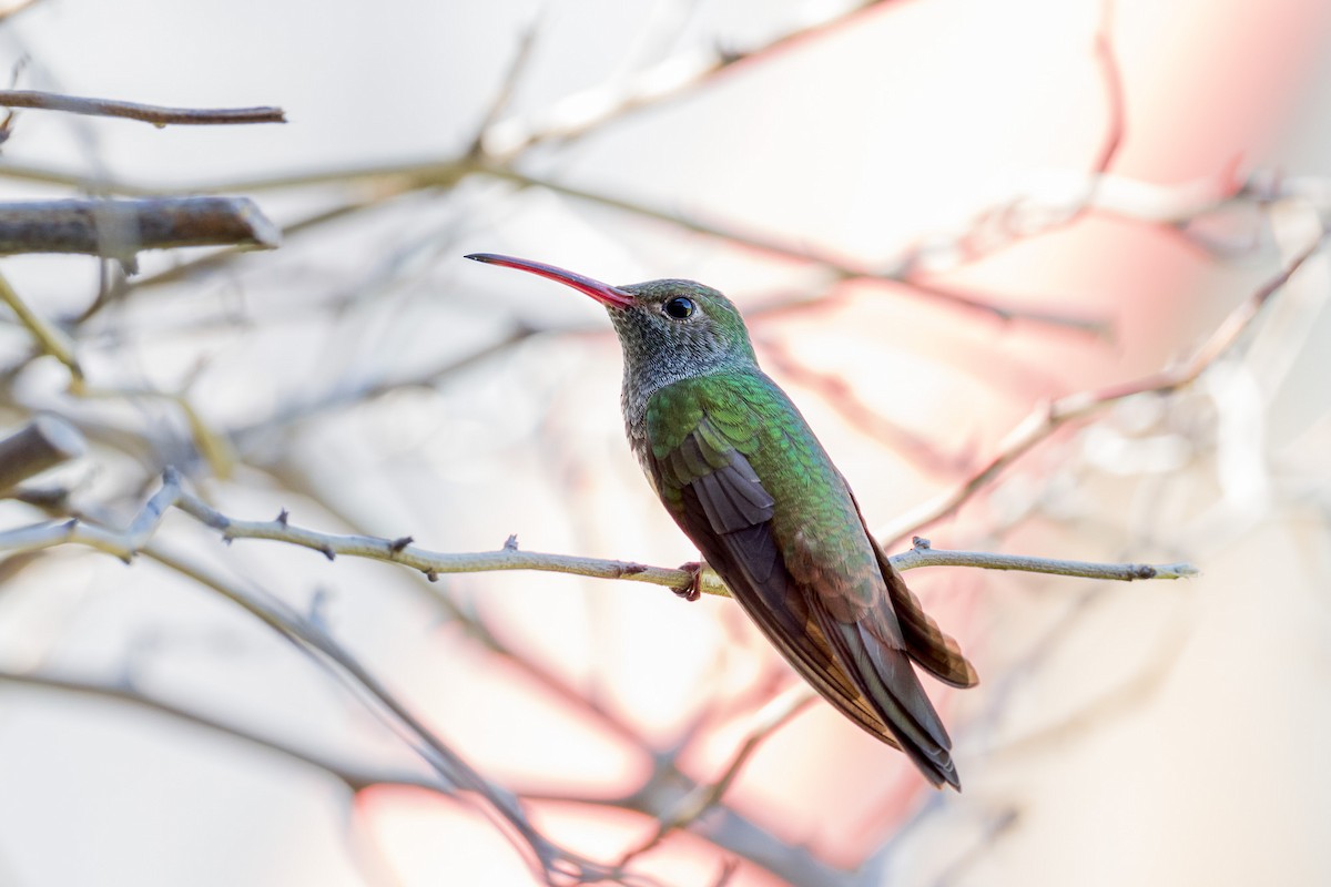 Buff-bellied Hummingbird - ML616838124