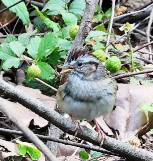 Swamp Sparrow - ML616838158