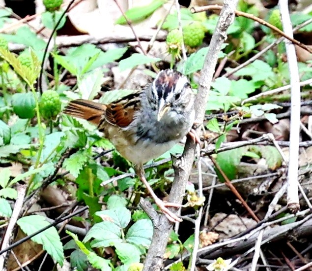 Swamp Sparrow - ML616838159