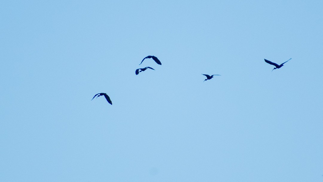 ibis tmavý - ML616838207