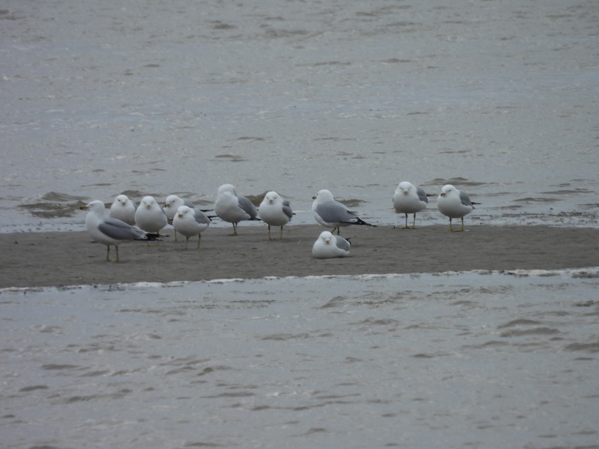 Ring-billed Gull - Denise Moreault