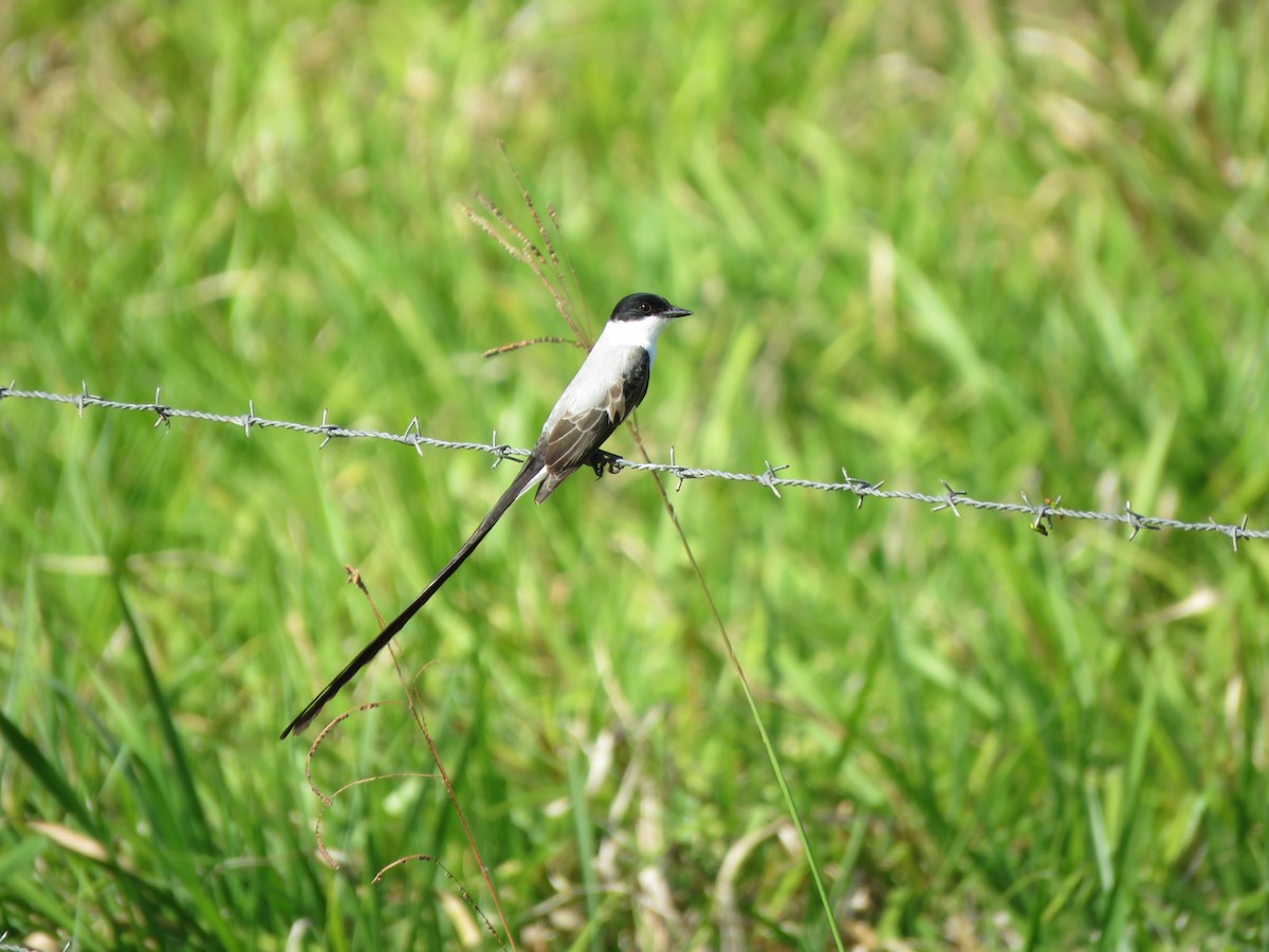 Fork-tailed Flycatcher - la h