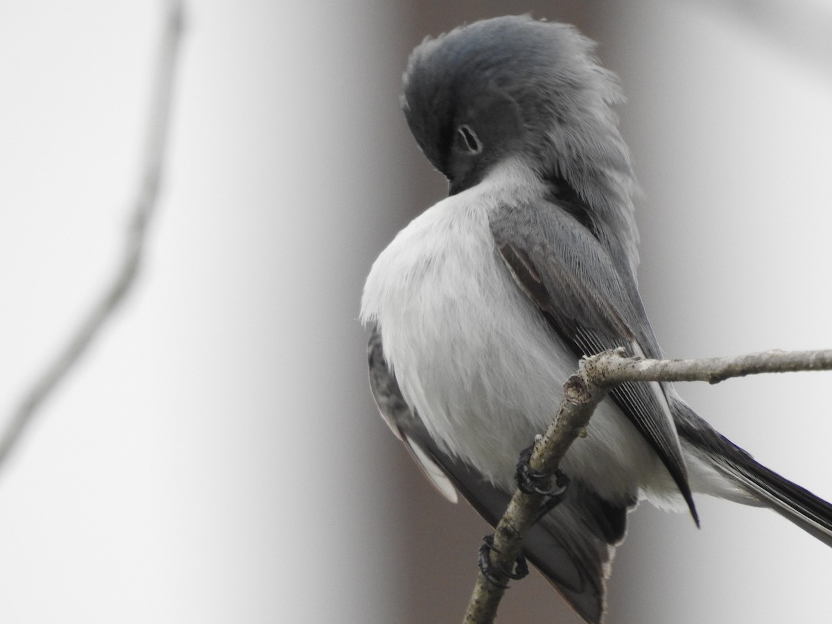 Blue-gray Gnatcatcher - ML616838243