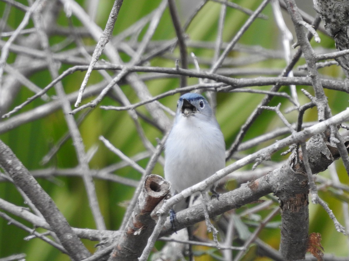 Blue-gray Gnatcatcher - ML616838245