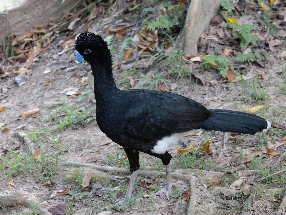 Blue-billed Curassow - ML616838256