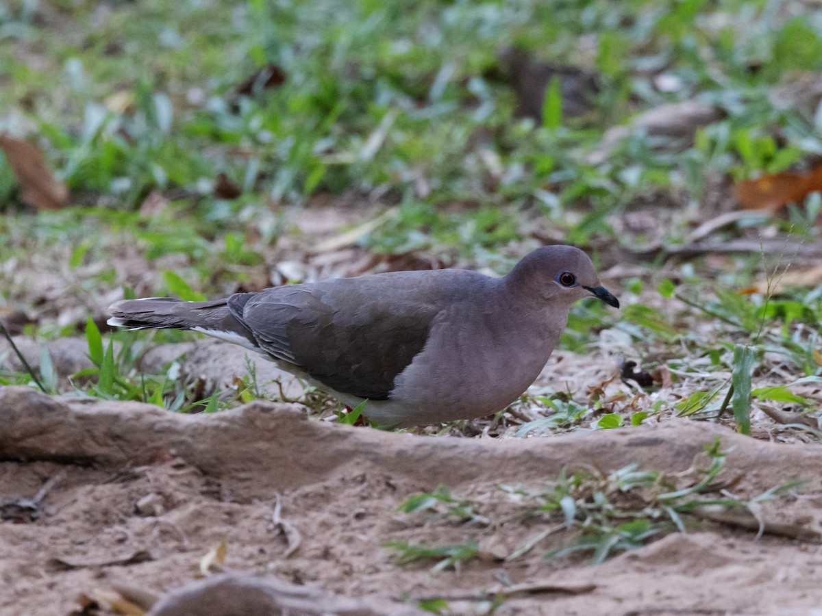 White-tipped Dove - David and Judy Smith