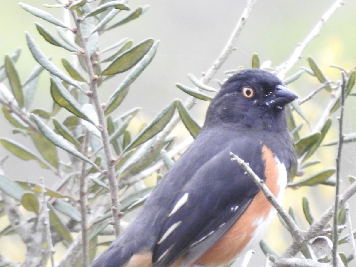 Eastern Towhee - ML616838261