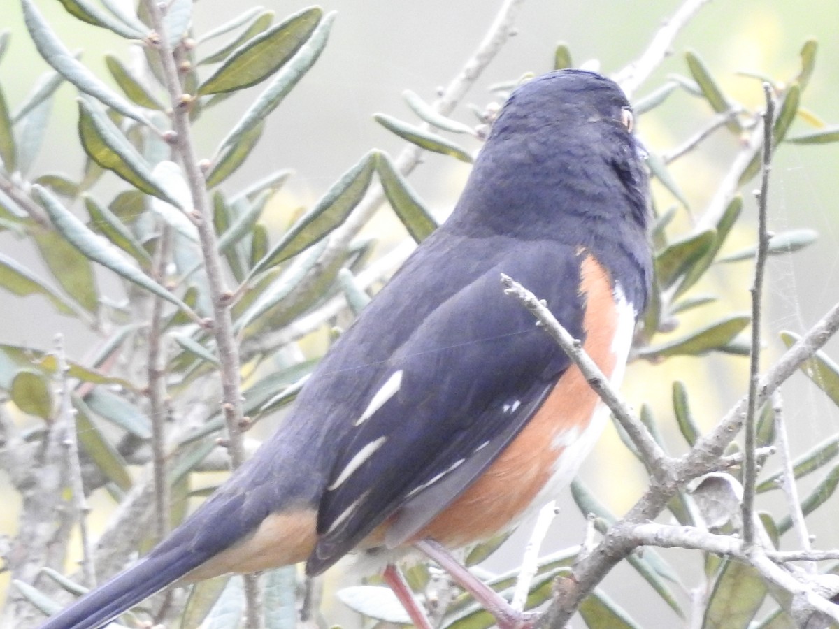 Eastern Towhee - ML616838263