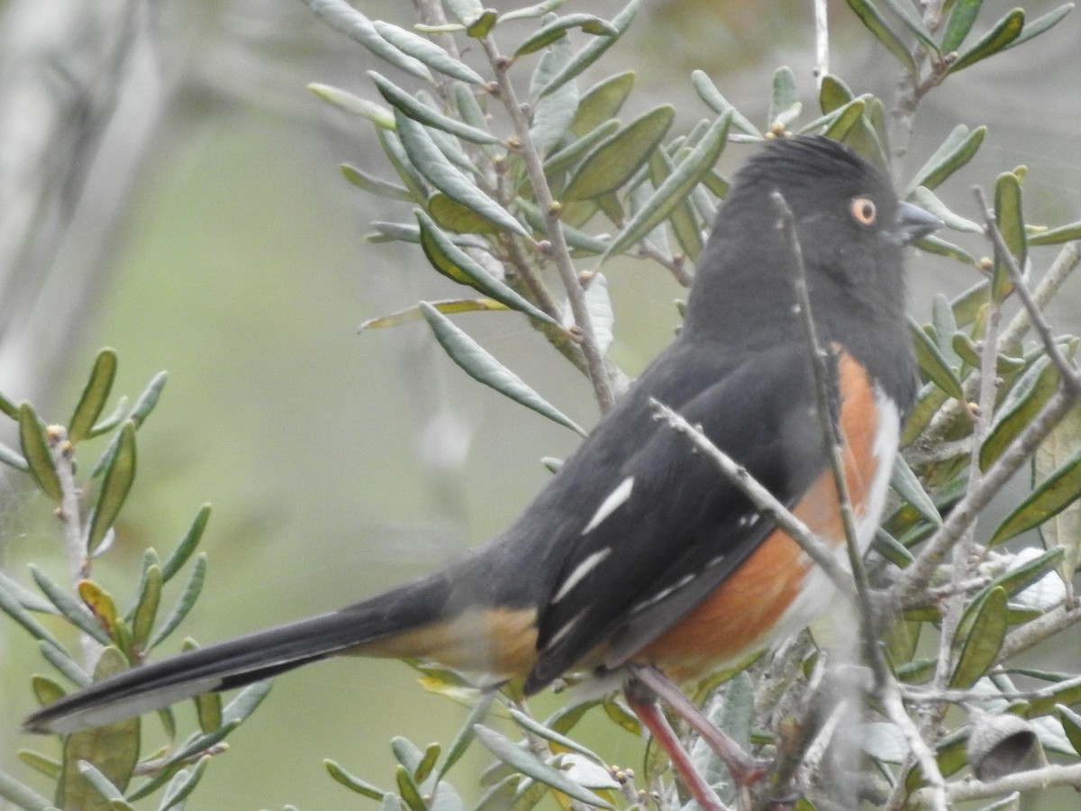 Eastern Towhee - ML616838268