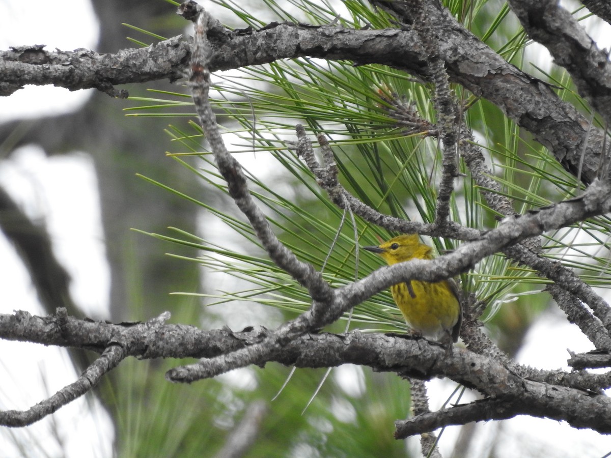 Pine Warbler - ML616838284