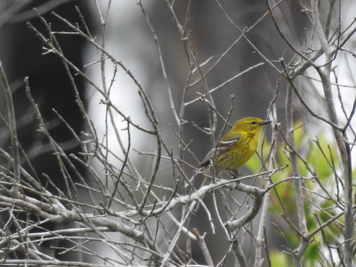 Pine Warbler - ML616838285