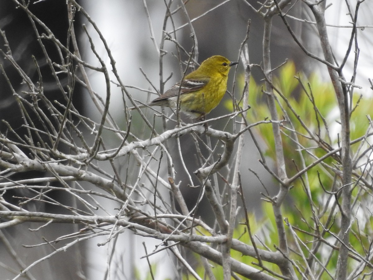 Pine Warbler - ML616838287